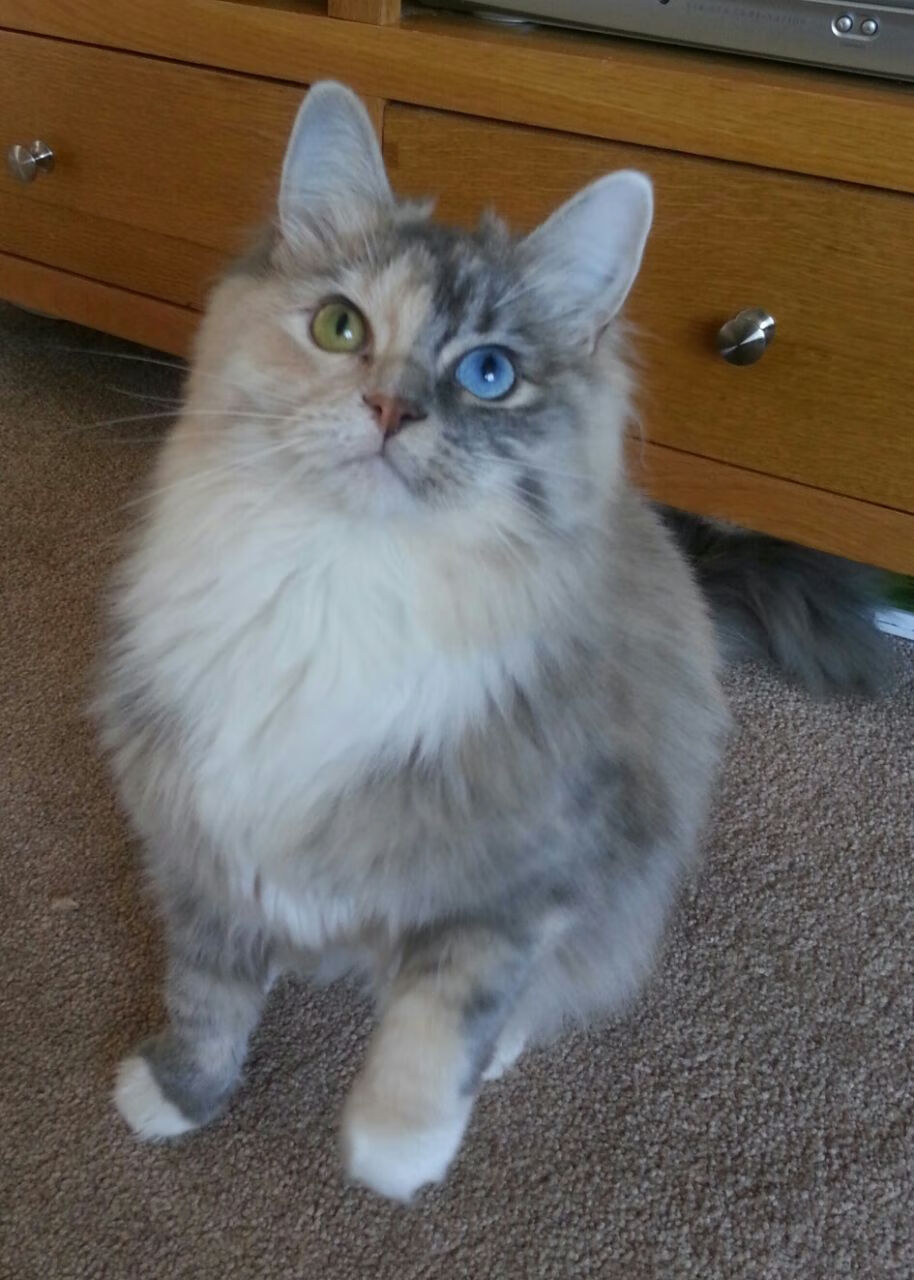 隔扣戈贝尔！小贾伦爆发之夜，公牛爵士决战至最后一秒