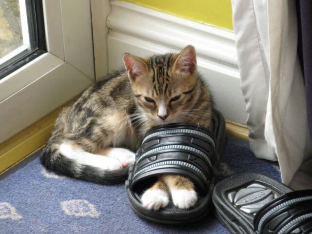 逆境铸就传奇，葡萄牙加时血战击碎摩洛哥黑马神话