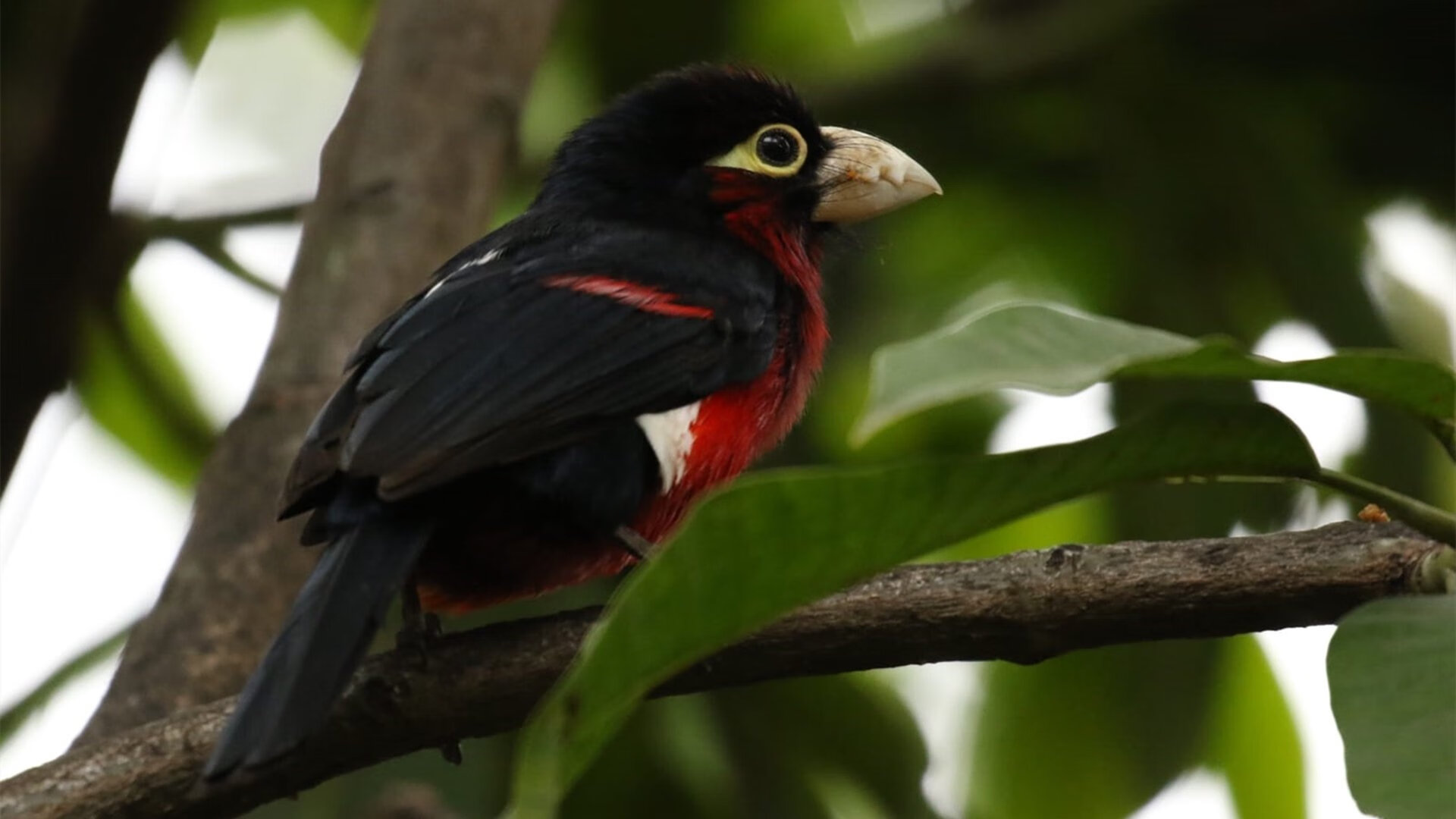 篮网击败活塞启示录,西亚卡姆2026世界杯接管比赛的预演