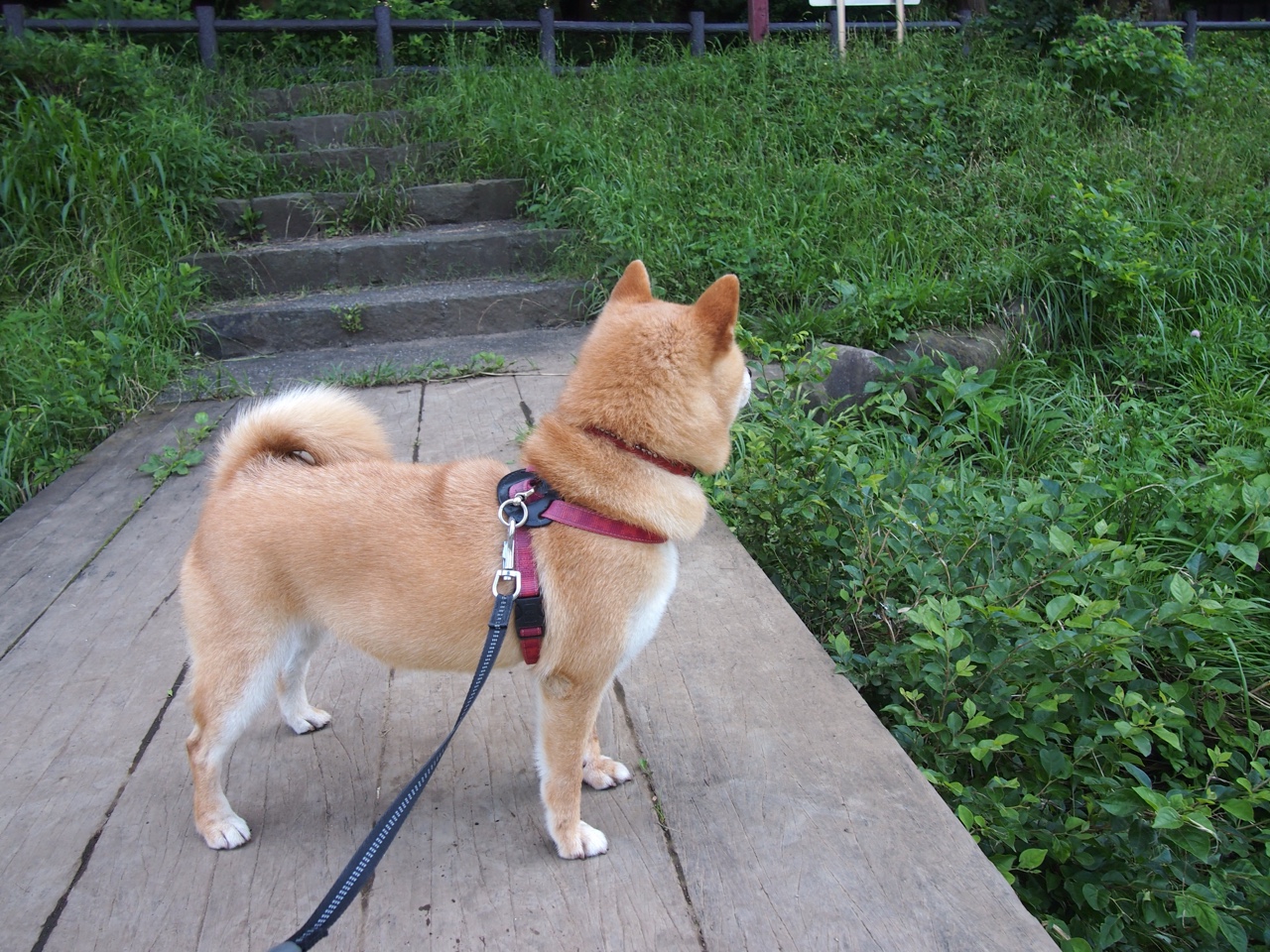 希腊提前终结西班牙悬念，C罗制胜表现再证巨星本色