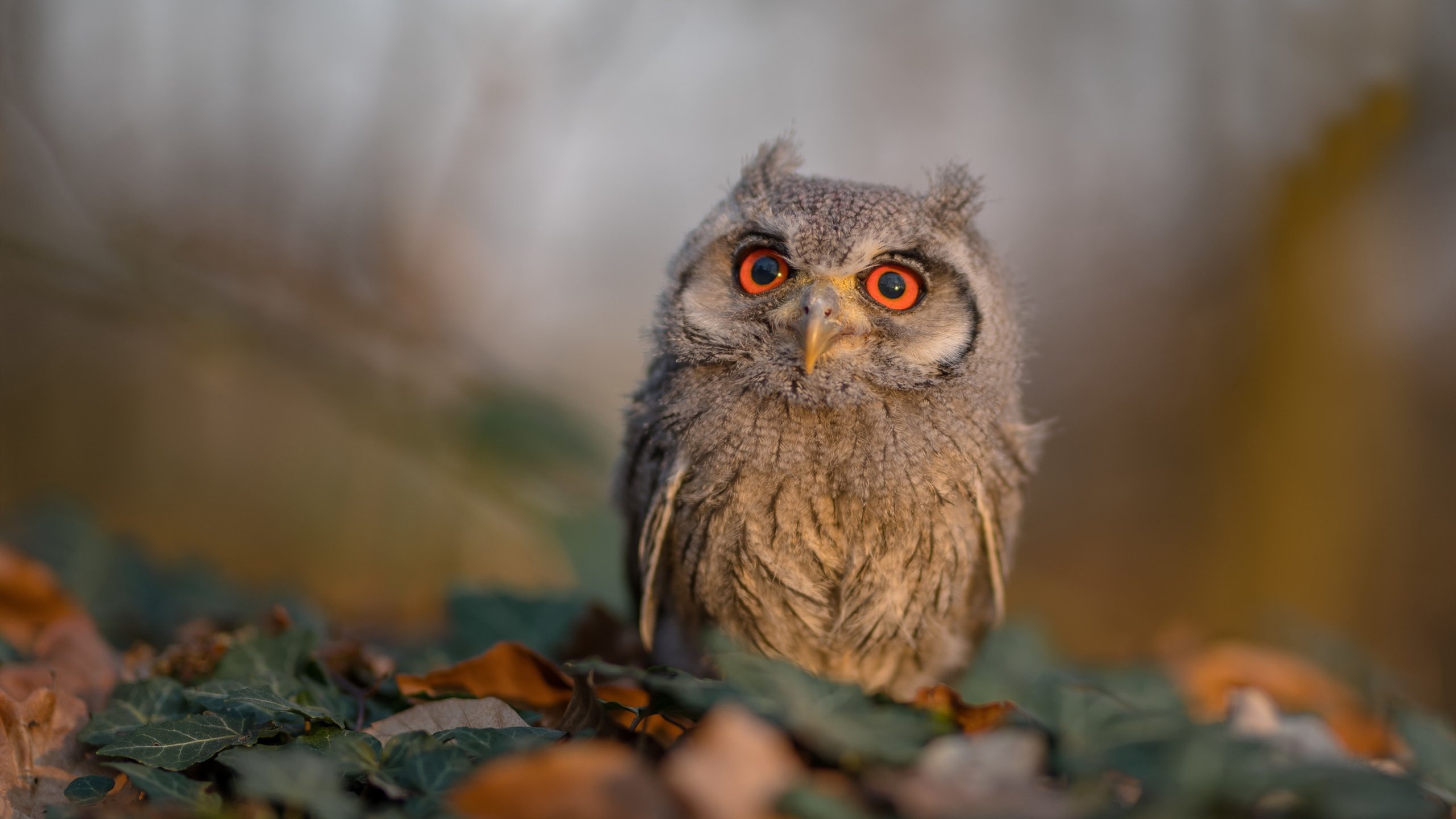 荆棘王冠,杰伦·格林与上海男篮的救赎之夜