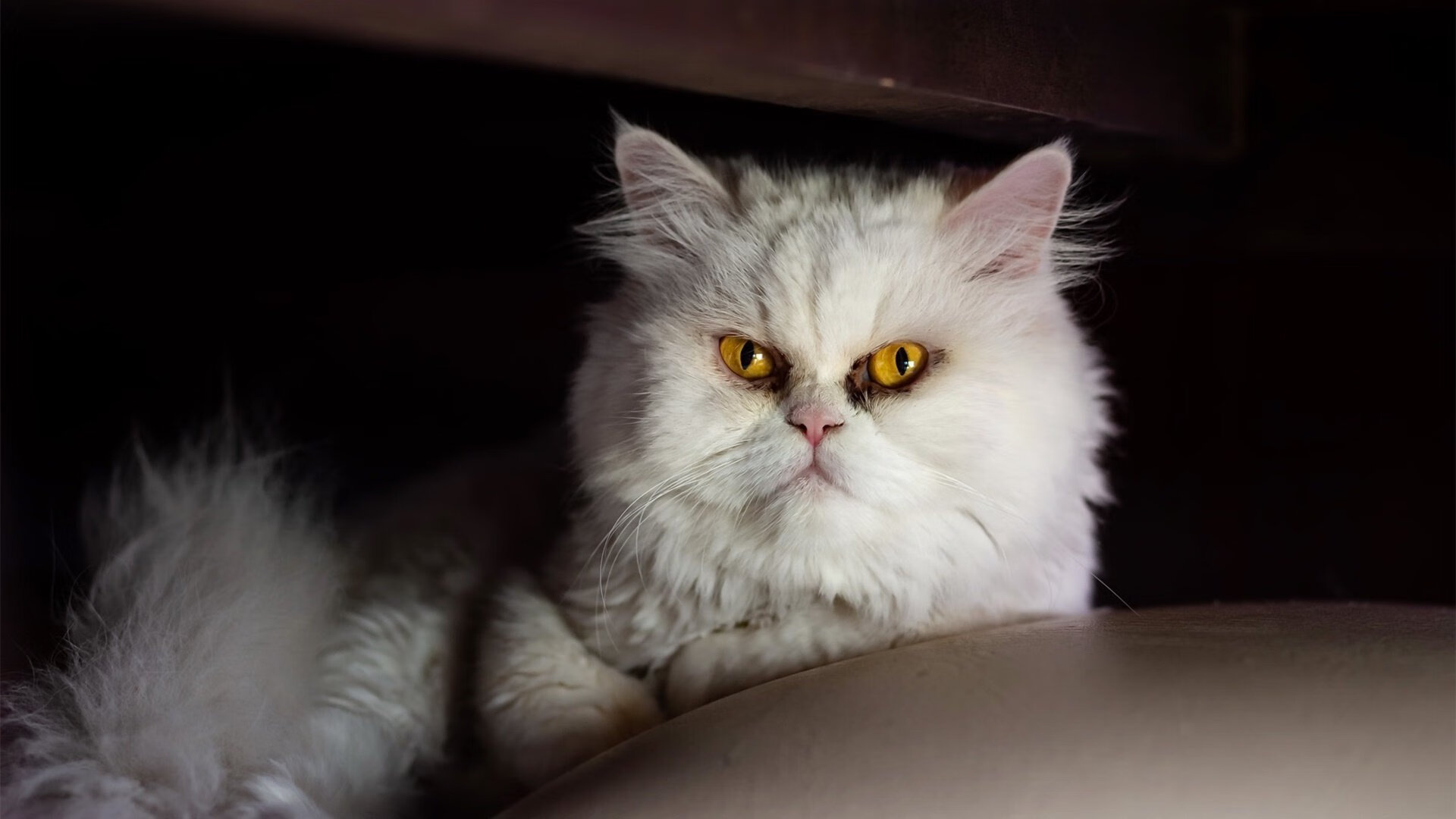 皮克生涯之夜，巴拉圭与埃及对决中的传奇绽放