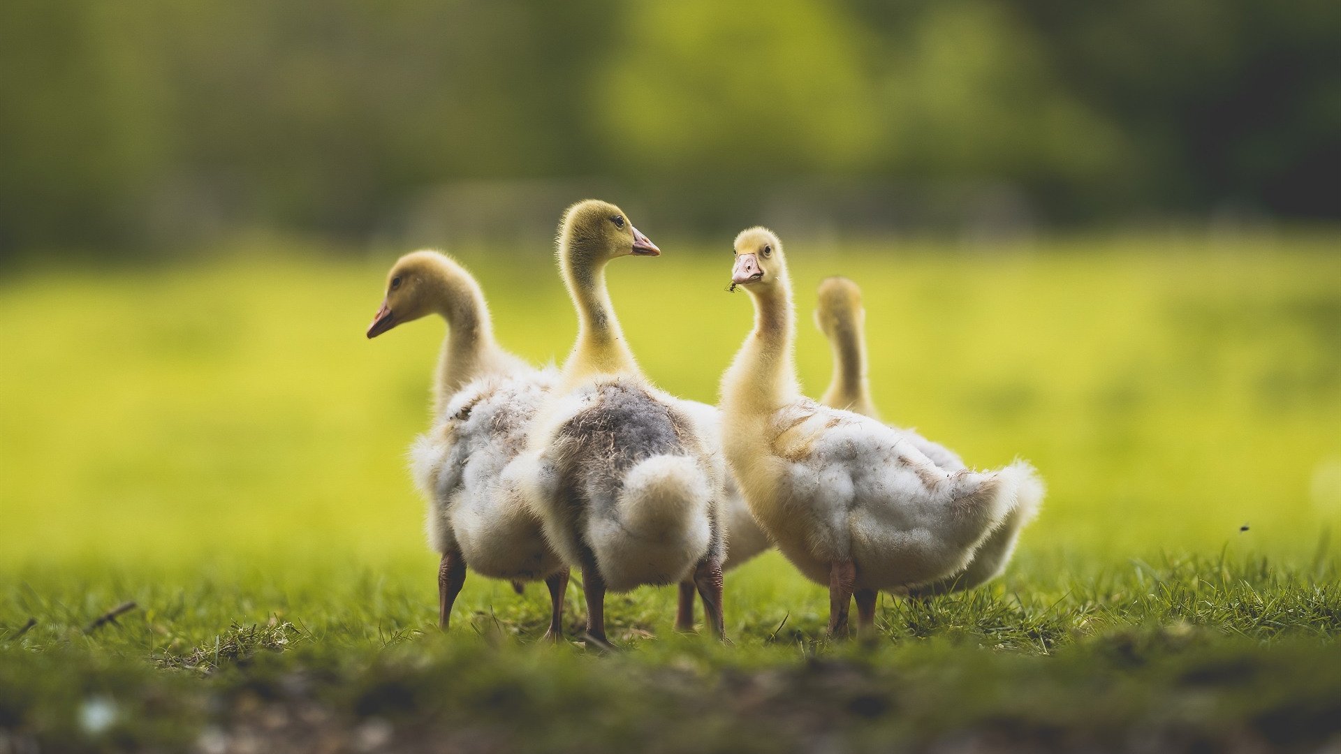 NBA季后赛之夜，杜兰特巨星价值闪耀的传奇篇章