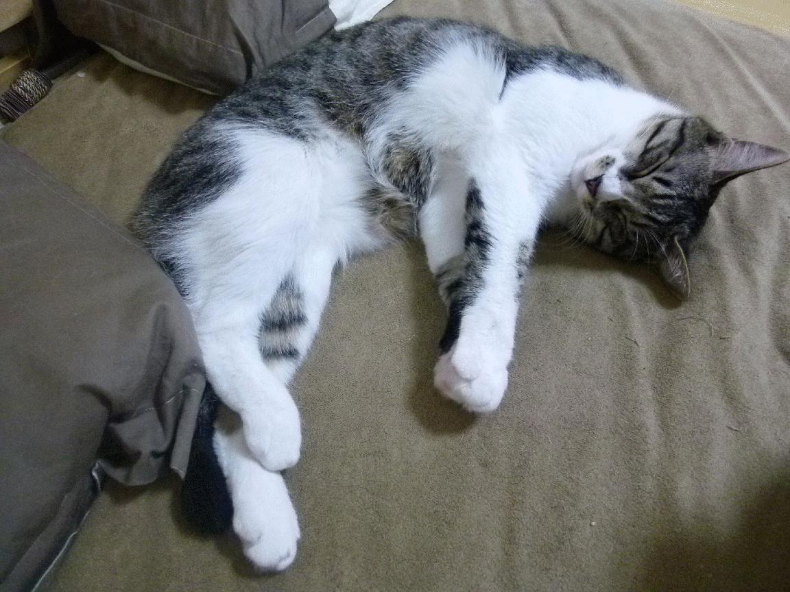 欧冠半决赛之夜，恩比德关键节点连续得分，跨越边界的决胜时刻