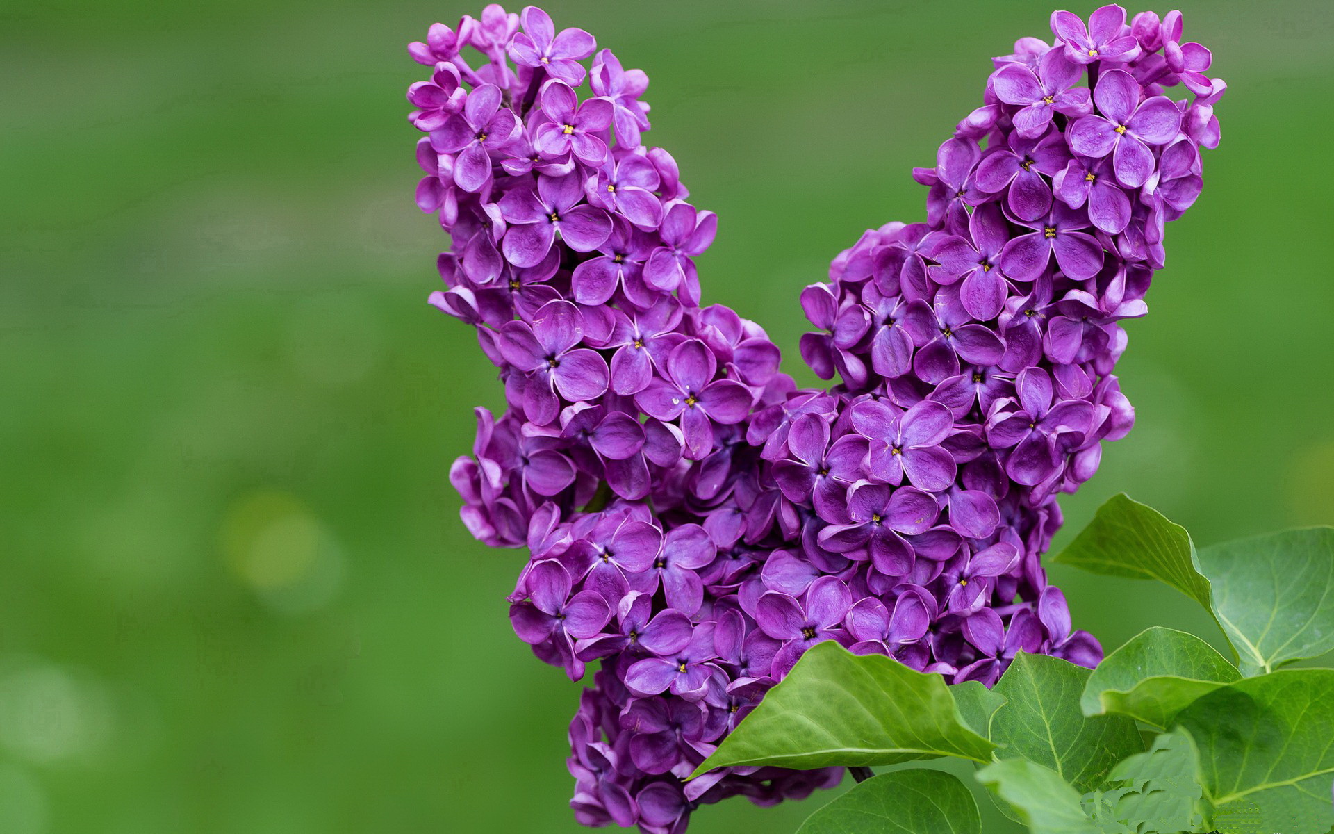 蒂亚戈的惊鸿一瞥—突尼斯黑马如何斩落意甲豪门佛罗伦萨