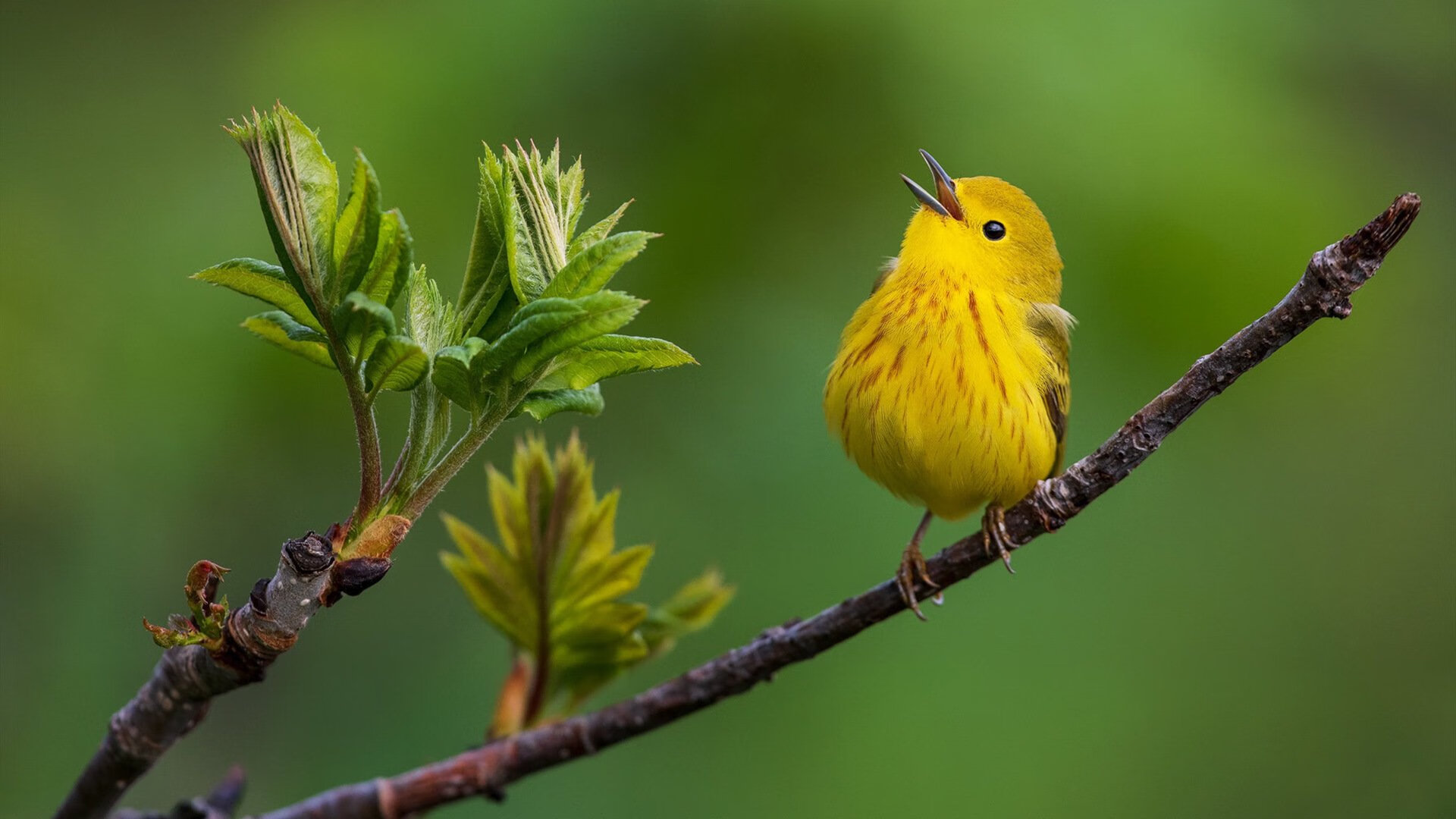 关键先生库里末节发威,独行侠逆转马刺夺胜利