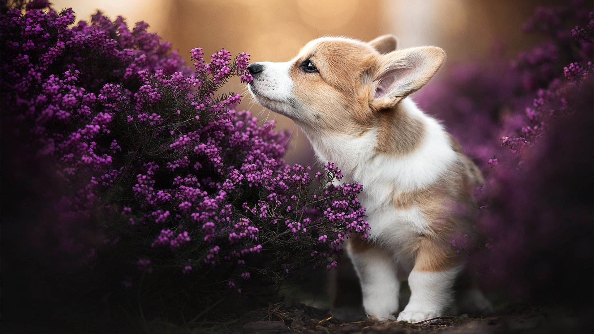 黑夜中的狂舞，当奥纳纳成为国家德比最意外的制胜者