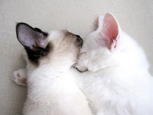 迪巴拉刷新纪录闪耀足坛,巴拉圭粉碎克罗地亚创佳绩