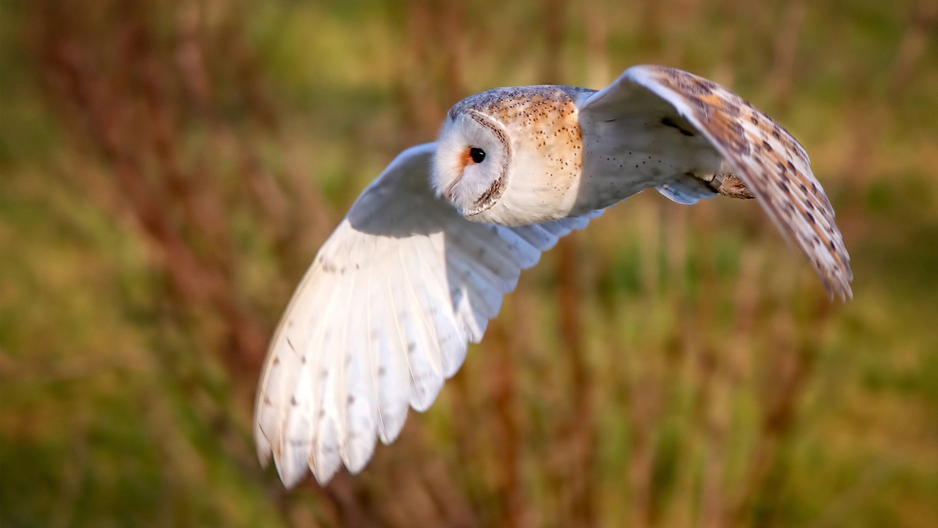 开云体育官方网站-南美风暴，奥运前夜的意外终结与重生序曲