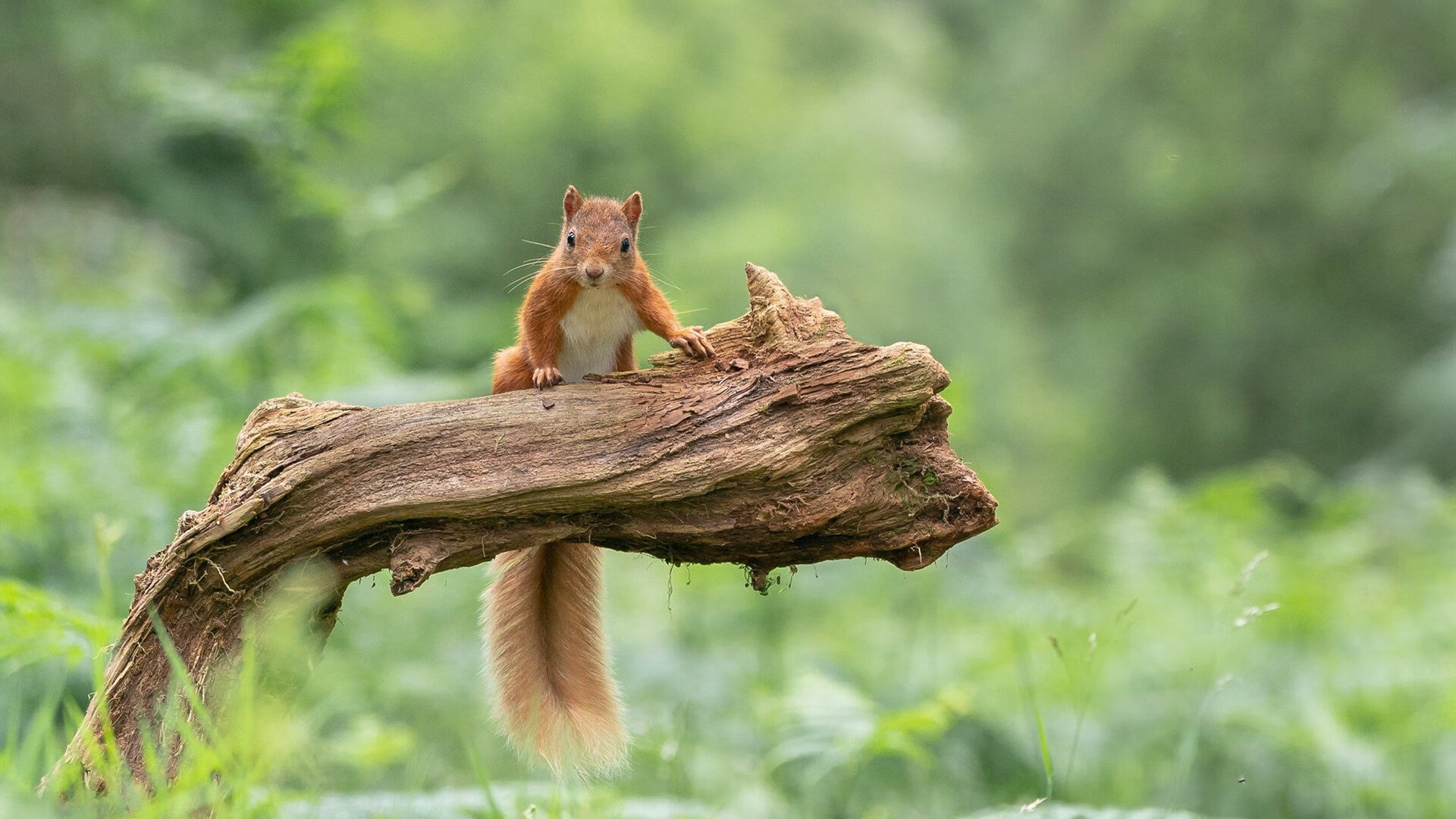骑士碾压太阳，米切尔轰出赛季代表作，豪华数据宣告东部新王崛起？