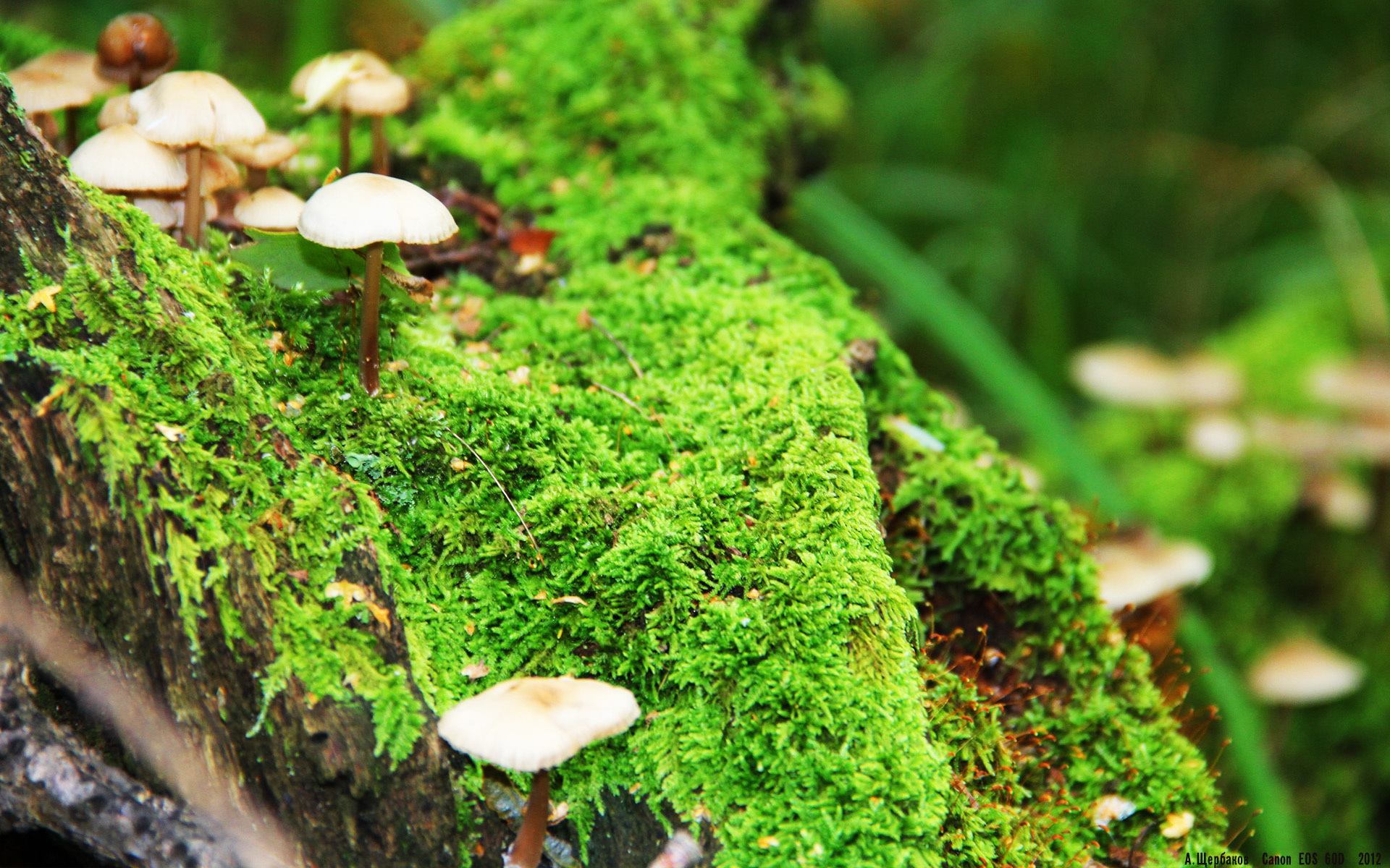 北非的NBA季后赛，突尼斯惊天逆转背后的篮球密码